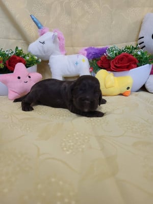 Les chiots de Cocker Spaniel Anglais