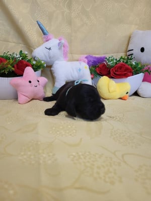 Les chiots de Cocker Spaniel Anglais