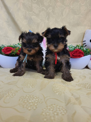 Les chiots de Yorkshire Terrier