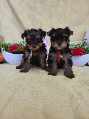 Les chiots de Yorkshire Terrier
