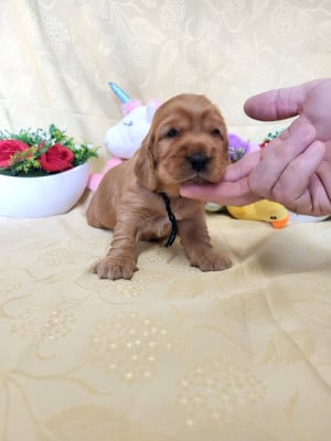 Les chiots de Cocker Spaniel Anglais