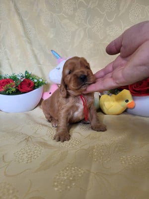 Les chiots de Cocker Spaniel Anglais