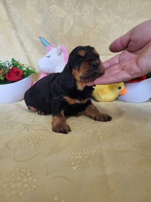 Les chiots de Cocker Spaniel Anglais