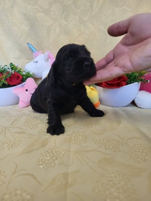 Les chiots de Cocker Spaniel Anglais