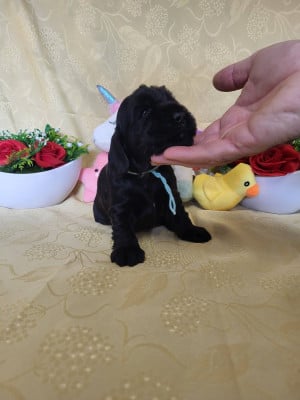 Les chiots de Cocker Spaniel Anglais