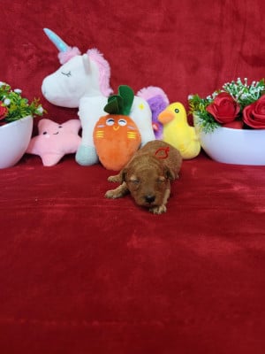 Les chiots de Caniche