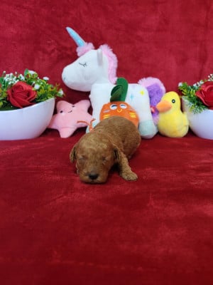 Les chiots de Caniche