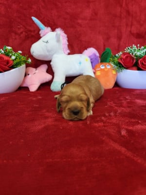 Les chiots de Cocker Spaniel Anglais