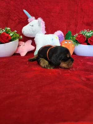 Cocker Spaniel Anglais