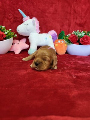 Les chiots de Cocker Spaniel Anglais