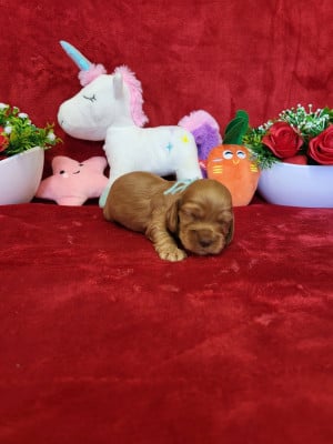 Les chiots de Cocker Spaniel Anglais