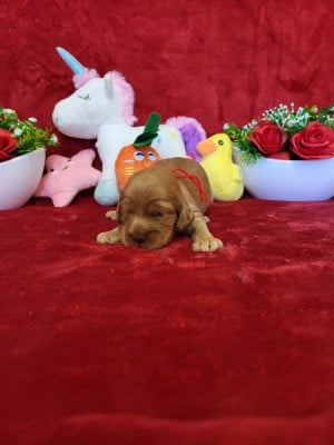 Les chiots de Cocker Spaniel Anglais