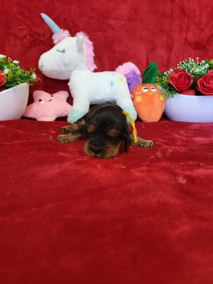 Les chiots de Cocker Spaniel Anglais