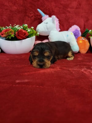Les chiots de Cocker Spaniel Anglais