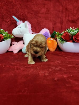 Les chiots de Cocker Spaniel Anglais