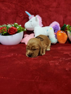 Les chiots de Cocker Spaniel Anglais