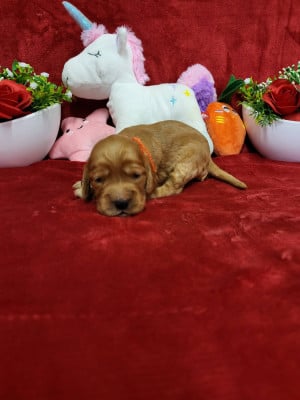 Les chiots de Cocker Spaniel Anglais