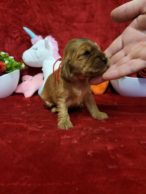Les chiots de Cocker Spaniel Anglais