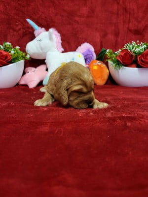 Les chiots de Cocker Spaniel Anglais