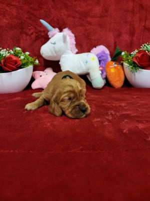 Les chiots de Cocker Spaniel Anglais