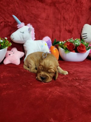 Les chiots de Cocker Spaniel Anglais