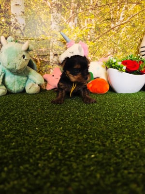 Les chiots de Yorkshire Terrier