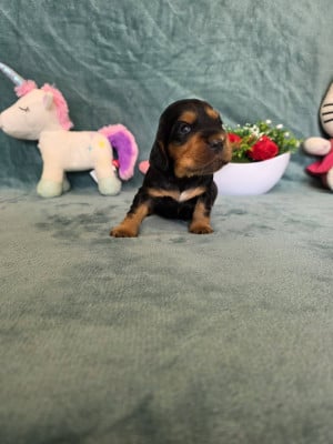 Les chiots de Cocker Spaniel Anglais
