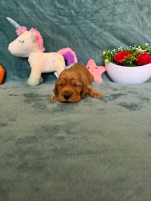 Les chiots de Cocker Spaniel Anglais