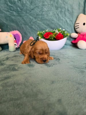Les chiots de Cocker Spaniel Anglais