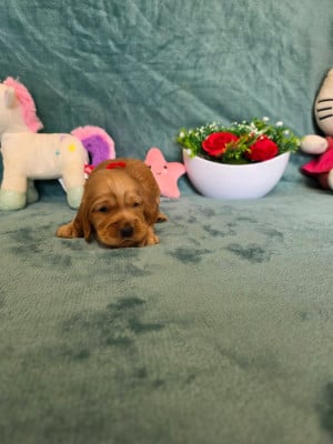 Les chiots de Cocker Spaniel Anglais