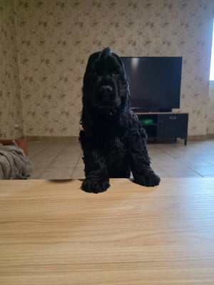 Les chiots de Cocker Spaniel Anglais