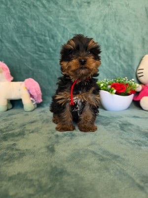 Les chiots de Yorkshire Terrier