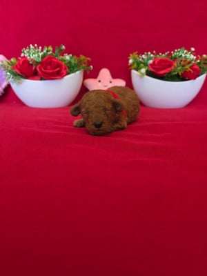 Les chiots de Caniche