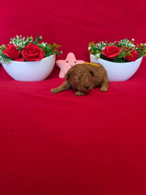 Les chiots de Caniche