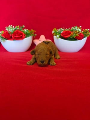 Les chiots de Caniche