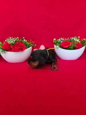 Les chiots de Cocker Spaniel Anglais