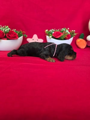 Les chiots de Cocker Spaniel Anglais