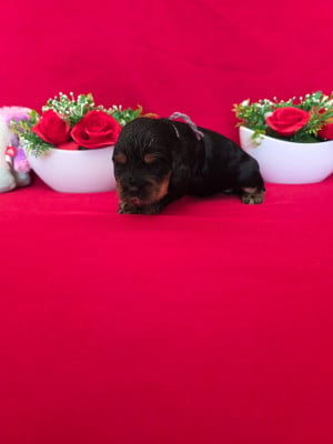 Les chiots de Cocker Spaniel Anglais