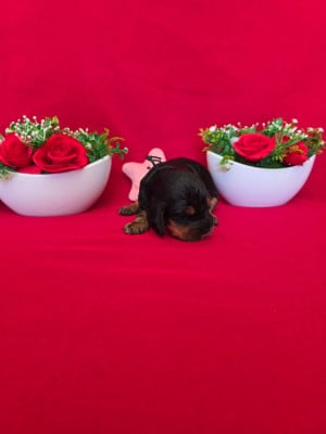 Les chiots de Cocker Spaniel Anglais