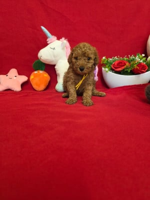 Les chiots de Caniche