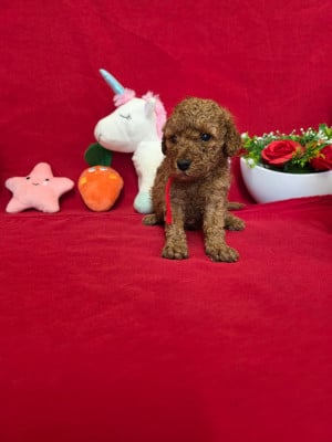 Les chiots de Caniche