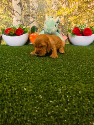 Cocker Spaniel Anglais