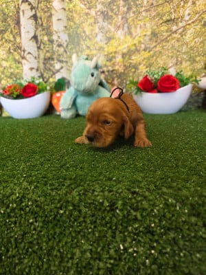 B........... du domaine de st Gladyce !!! - Cocker Spaniel Anglais