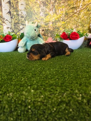Les chiots de Cocker Spaniel Anglais