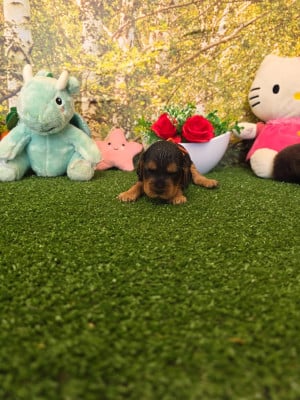Les chiots de Cocker Spaniel Anglais