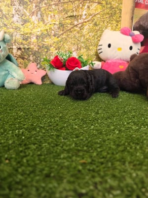 Les chiots de Cocker Spaniel Anglais