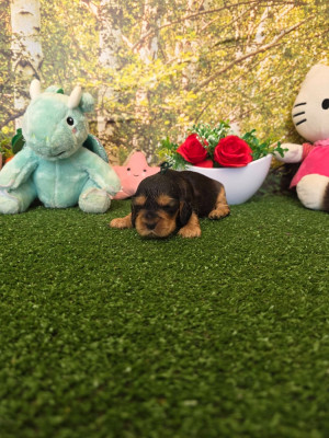 Les chiots de Cocker Spaniel Anglais