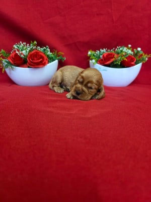 Les chiots de Cocker Spaniel Anglais