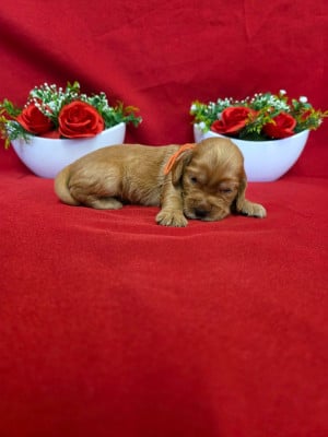 Les chiots de Cocker Spaniel Anglais