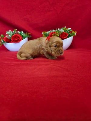 Les chiots de Cocker Spaniel Anglais